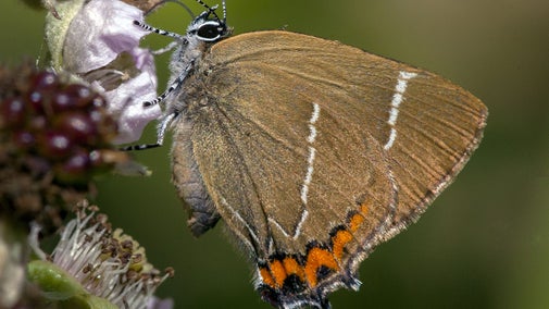 Close up of a White Letter Hairstreak butterfly